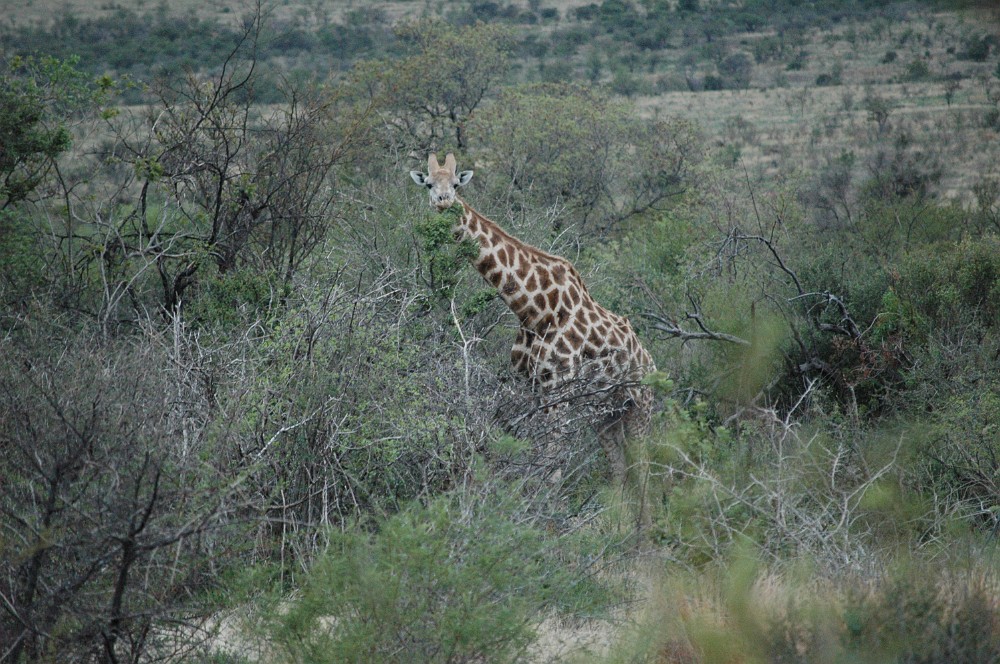 DSC_0083.JPG - Giraffe.