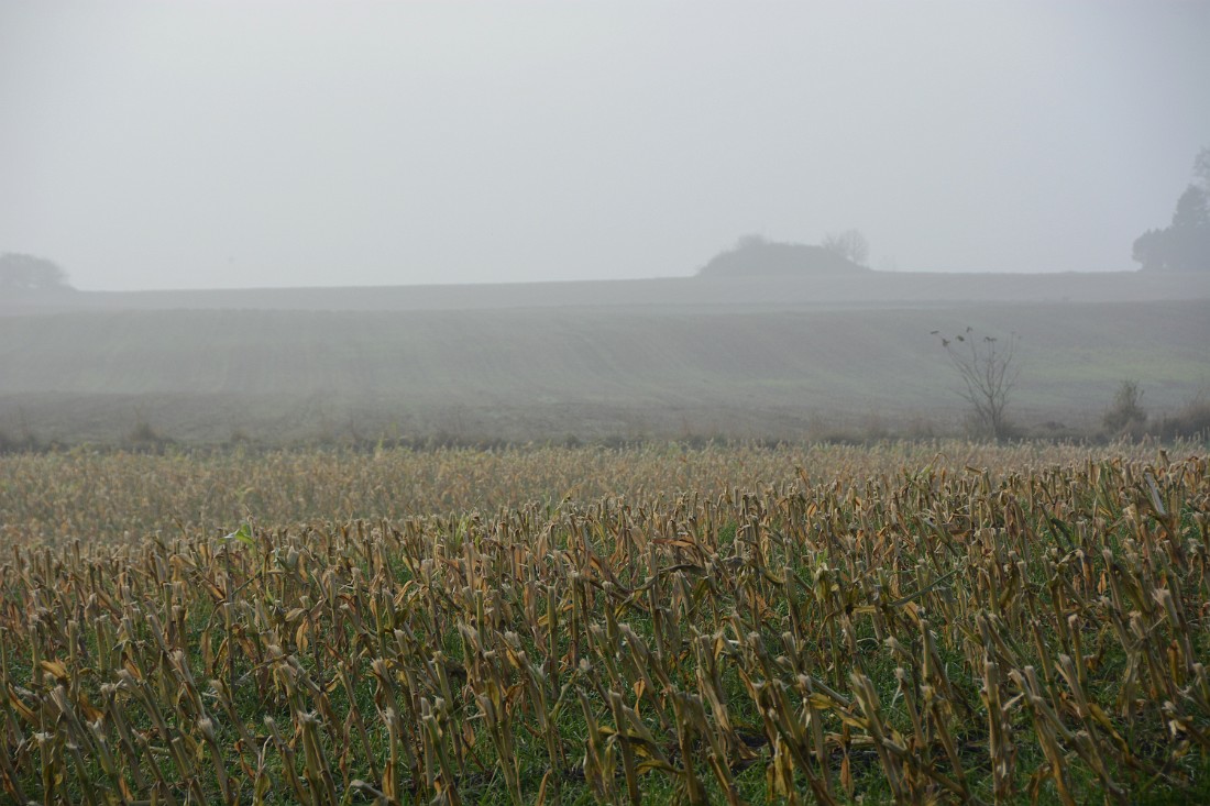 DSC_6303_mk.jpg - Oldtidsh�j ved Roslev