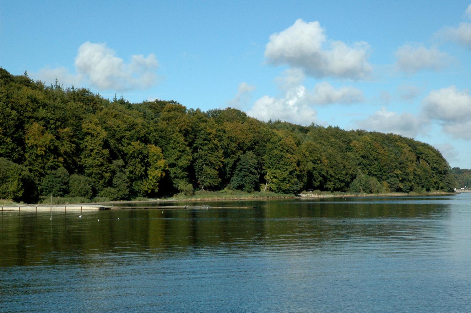 skovbrynet