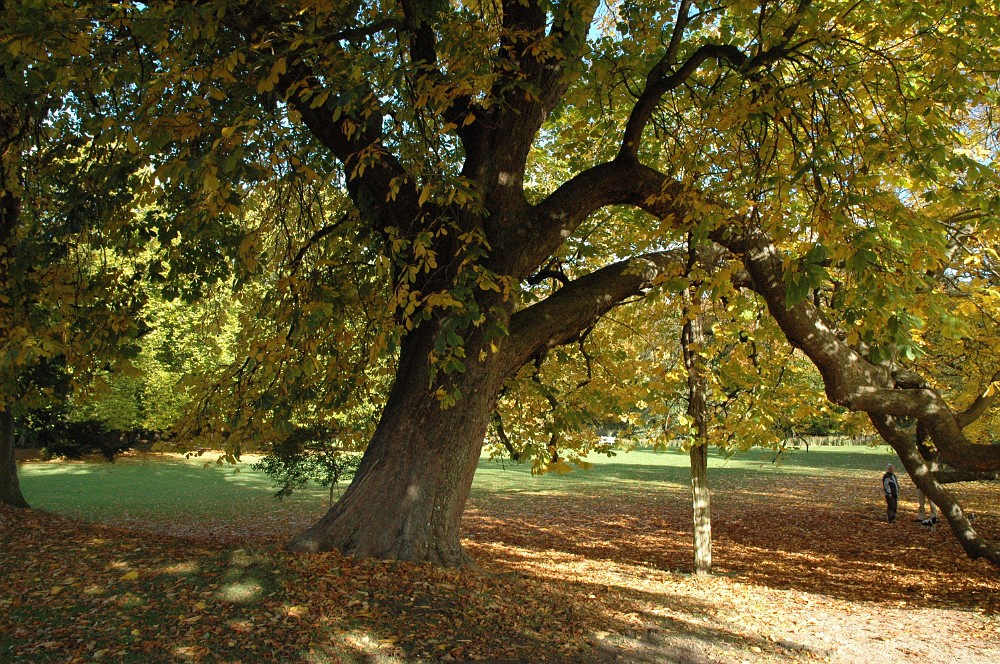 DSC_0019.JPG