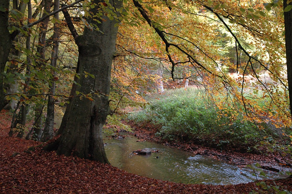 DSC_0037.JPG