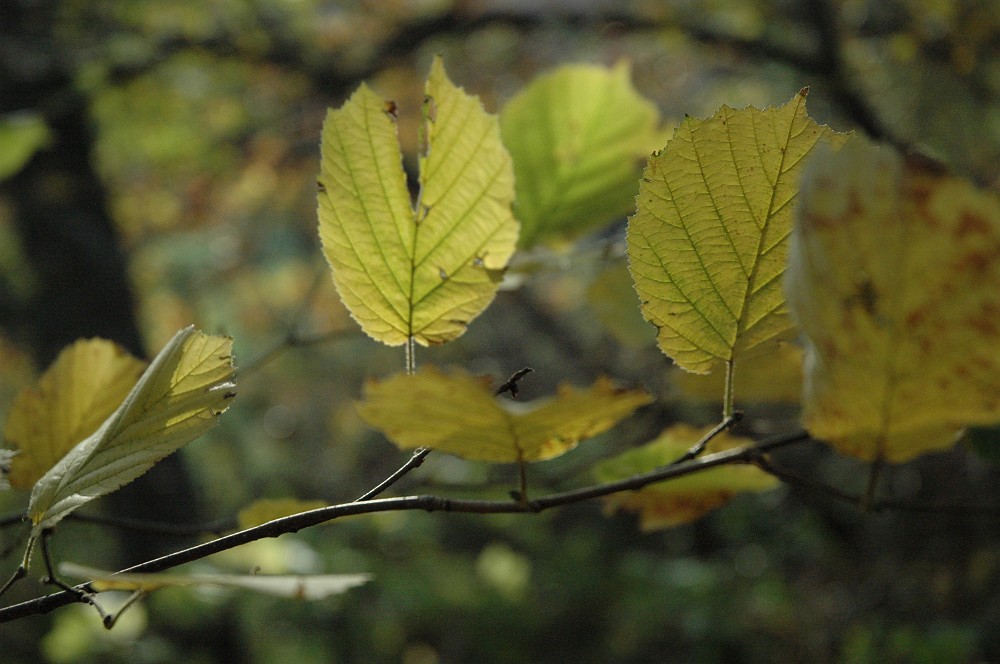 DSC_0056.JPG