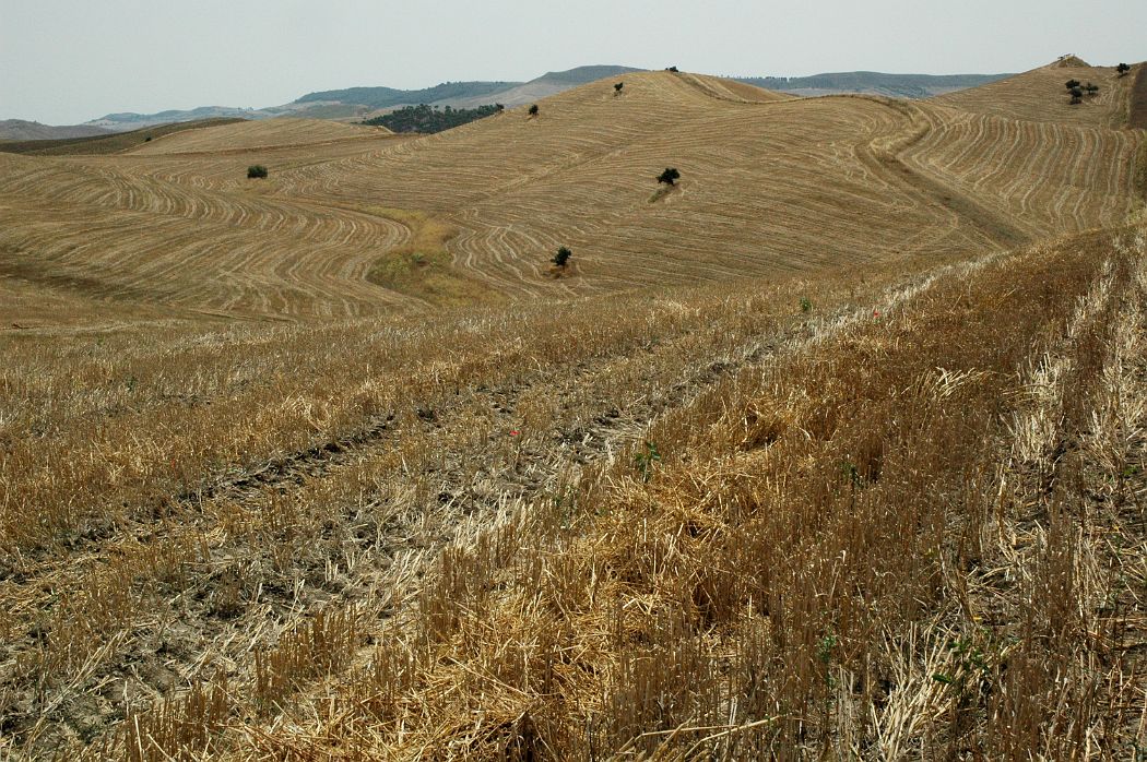 DSC_0175.JPG - Sicilia