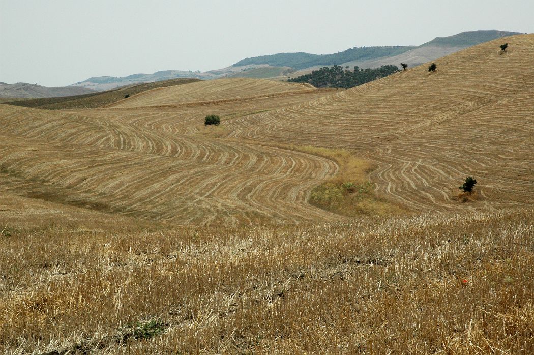 DSC_0176.JPG - Sicilia