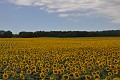 DSC_0307