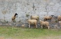 DSC_7865_lkc