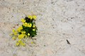 DSC_7976_lk