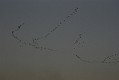_DSC1868