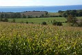 DSC_6271_km