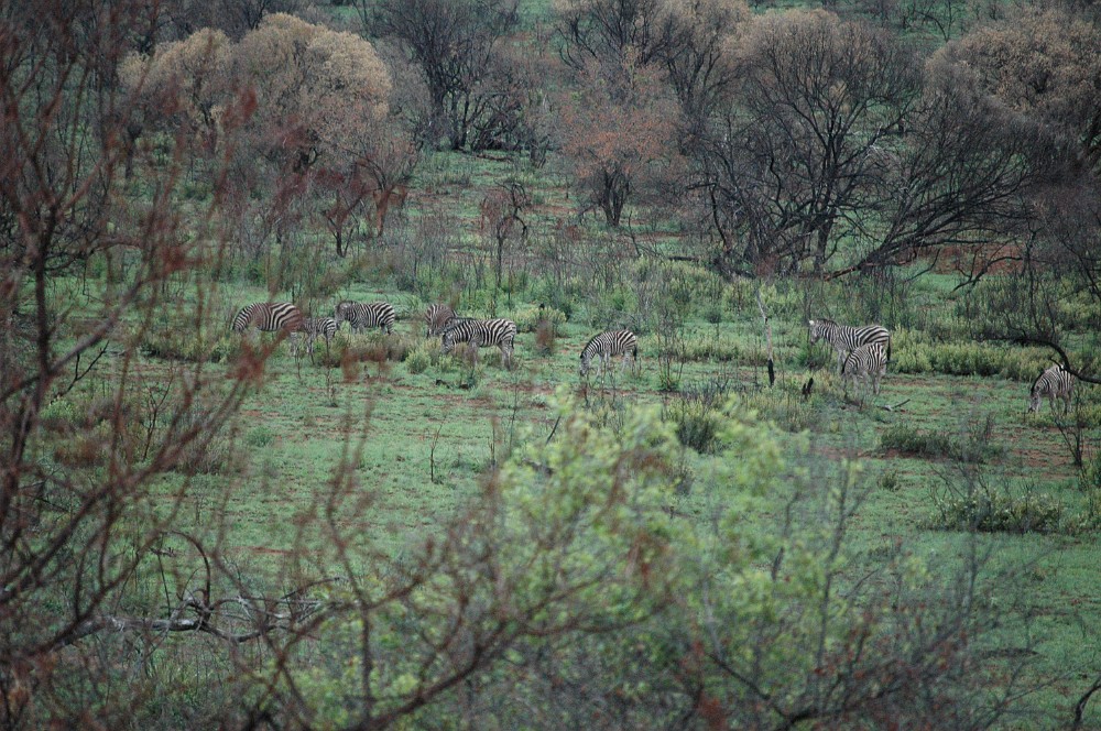 DSC_0015.JPG - Pilanesberg National Park.