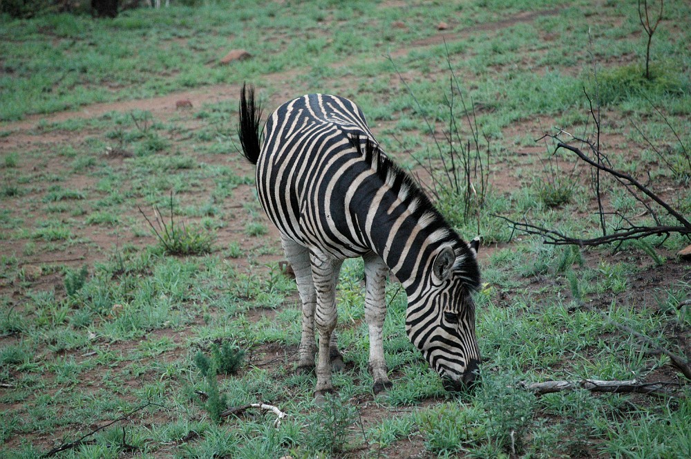 DSC_0017.JPG - Zebra.