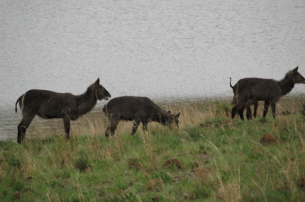 DSC_0030.JPG - Waterbuck.