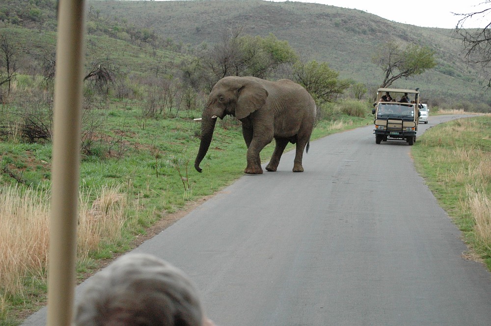 DSC_0042.JPG - Elephant.