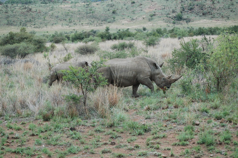 DSC_0050.JPG - White rhinoceros.