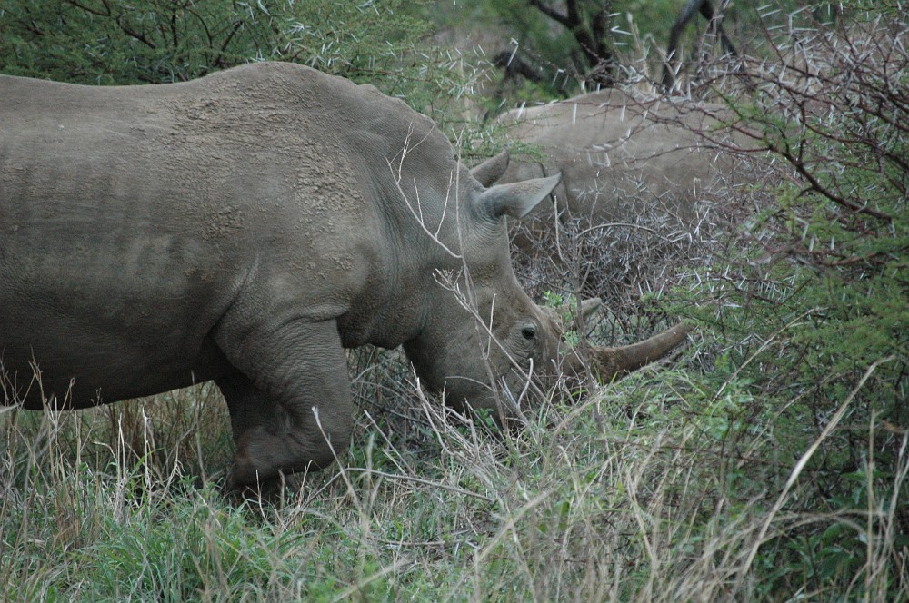 DSC_0052.JPG - White rhinoceros.