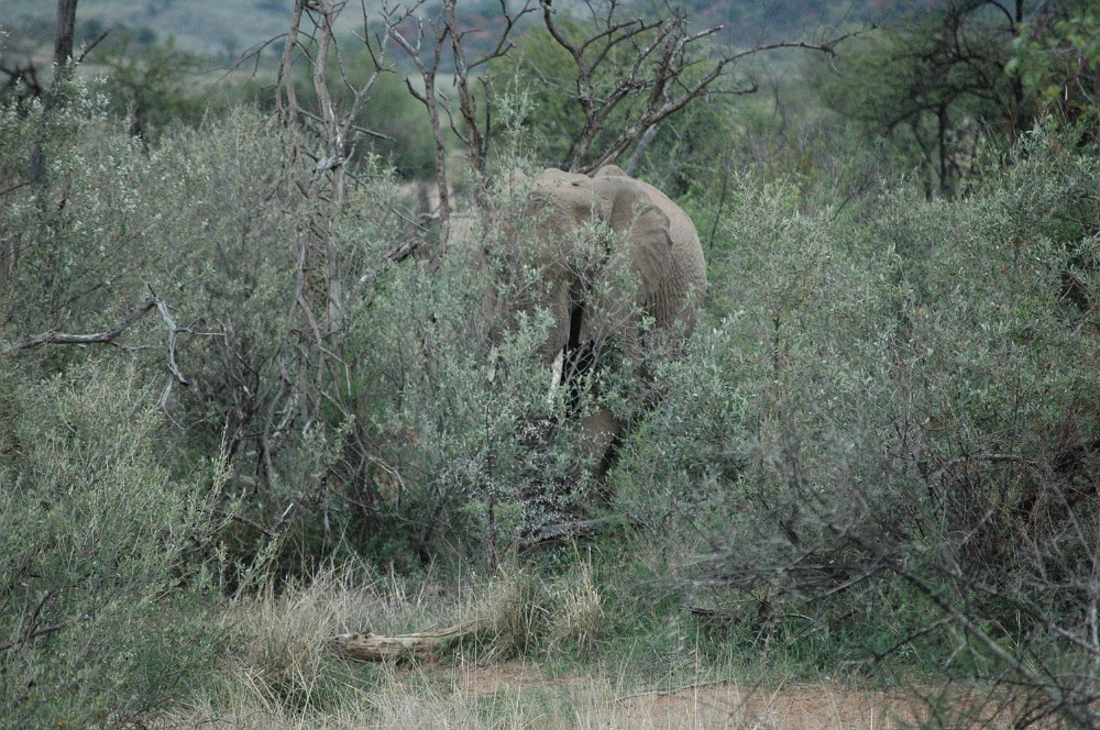 DSC_0058.JPG - Elephant.