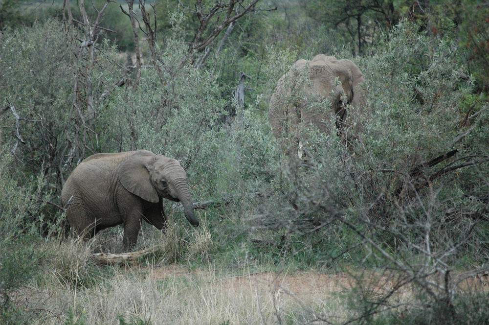 DSC_0062.JPG - Elephant.