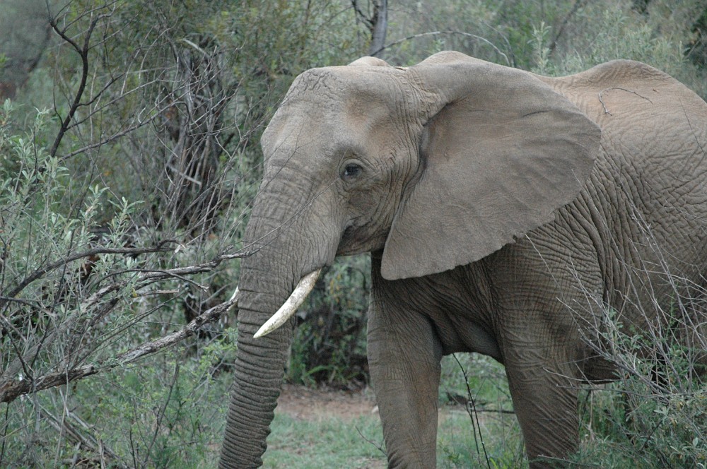 DSC_0063.JPG - Elephant.