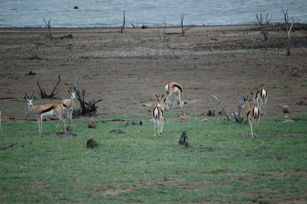 DSC_0075.JPG - Springbok.