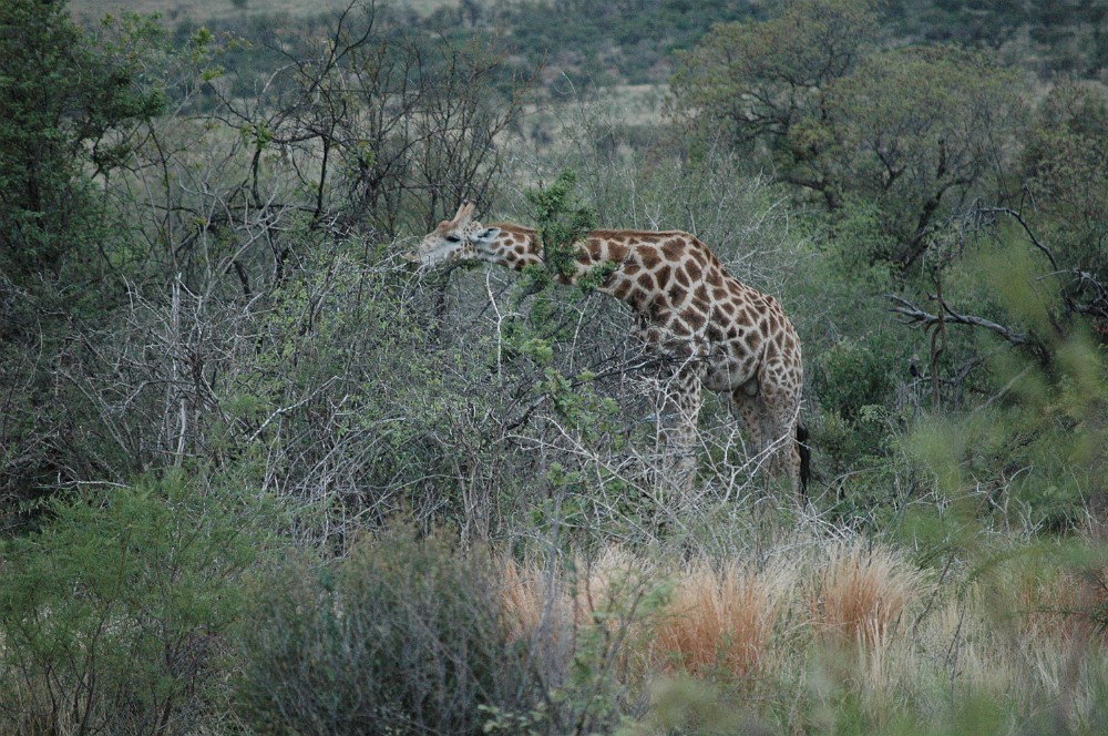 DSC_0086.JPG - Giraffe.