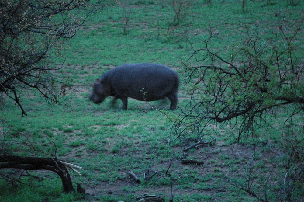 DSC_0099.JPG - Hippopotamus.