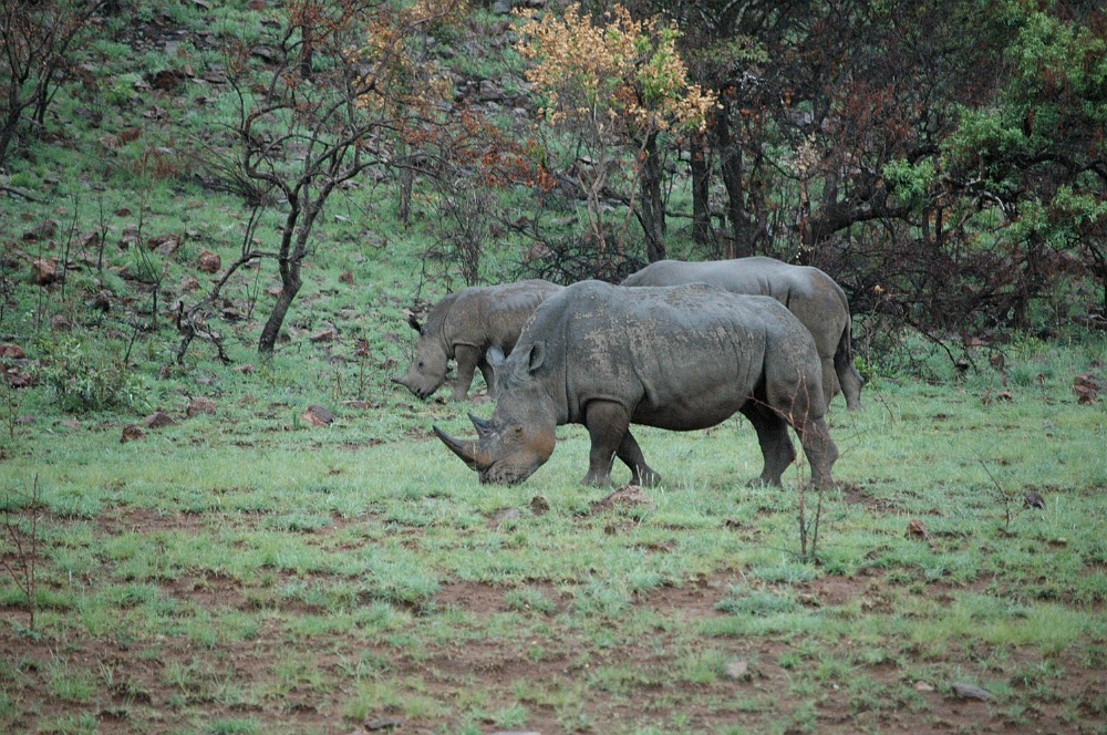 DSC_0105.JPG - White rhinoceros.