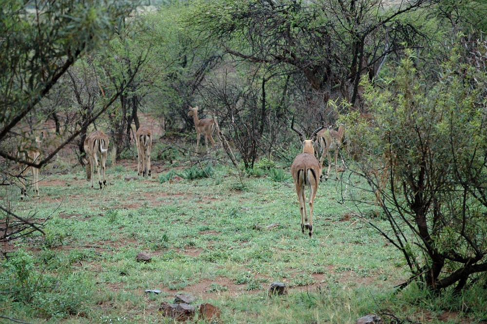 DSC_0111_udsnit.jpg - Impala.