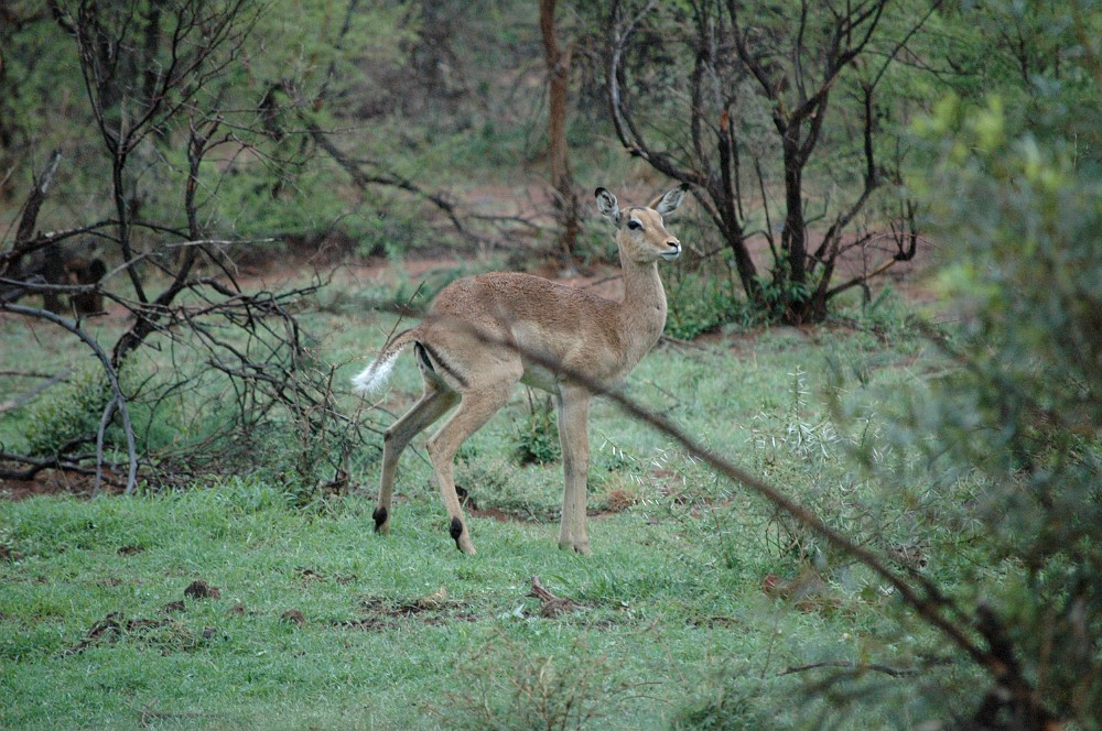 DSC_0113.JPG - Impala.