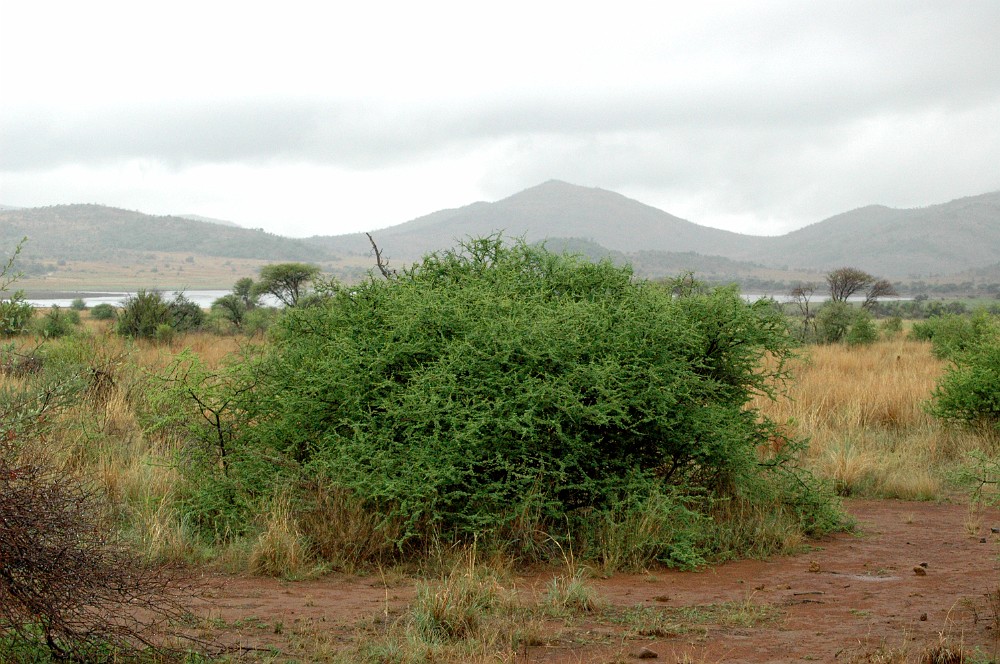 DSC_0115.JPG - Forår i Pilanesberg.