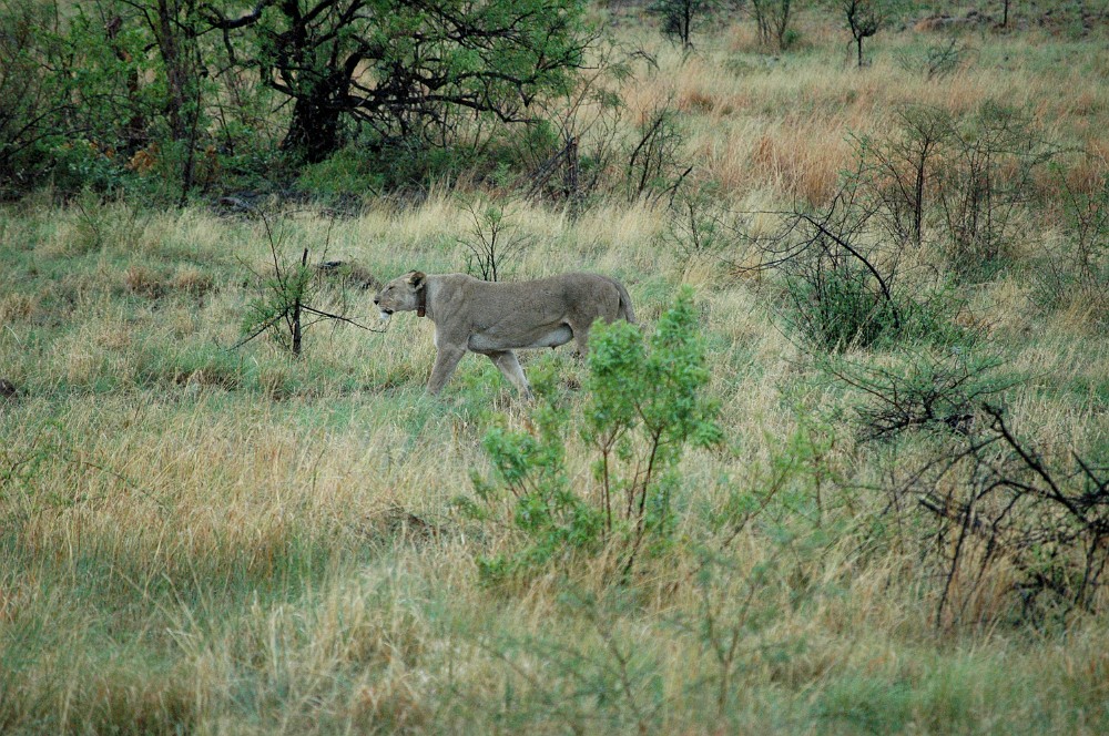 DSC_0122.JPG - Lion.