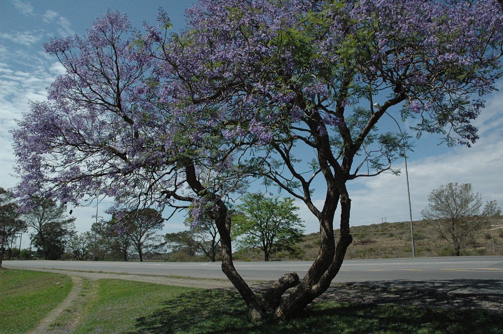 DSC_0169.JPG - Jacaranda.