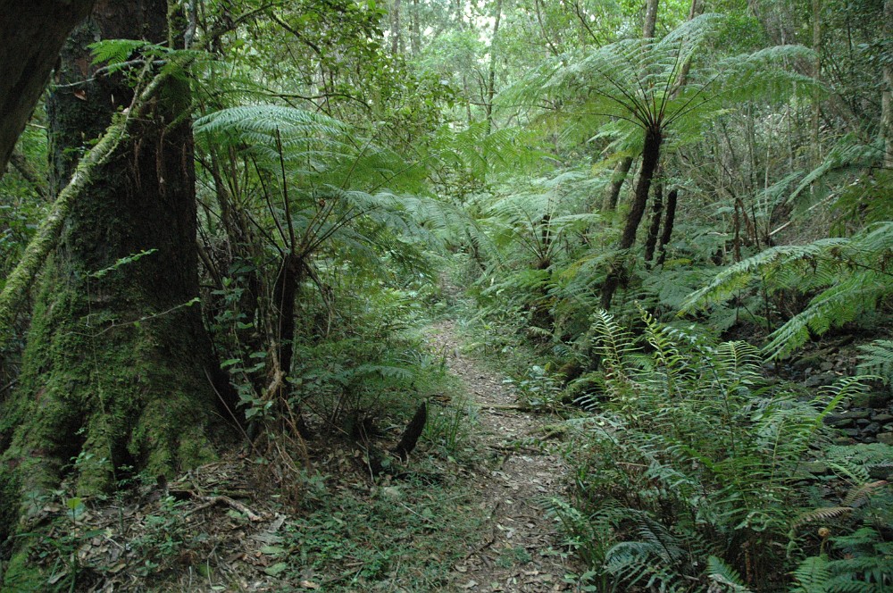 DSC_0130.JPG - The Goesa Nature Walk - Tsitsikamma.