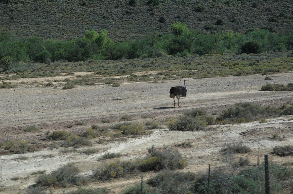 DSC_0173.JPG - Udflugt til strudse-landet, ostrich country, ved Oudtshoorn.