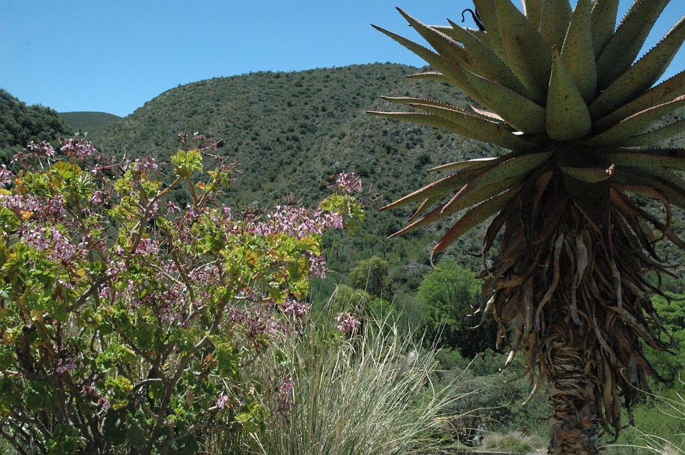 DSC_0196.JPG - Klein Karoo ved Oudtshoorn.