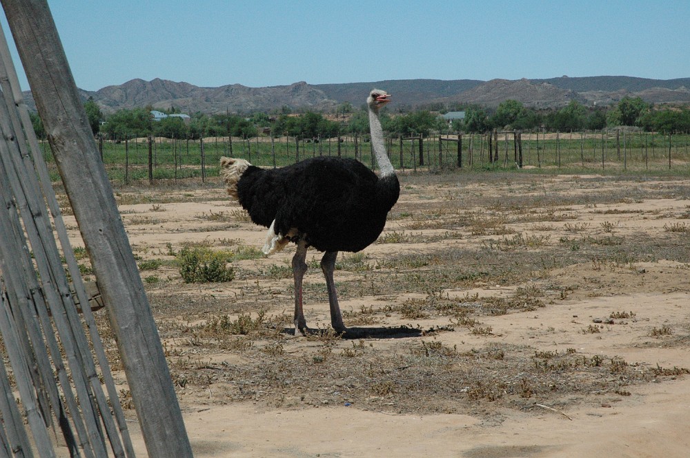 DSC_0204.JPG - Highgate Ostrich Farm.