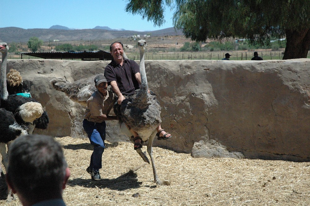 DSC_0213.JPG - Highgate Ostrich Farm.