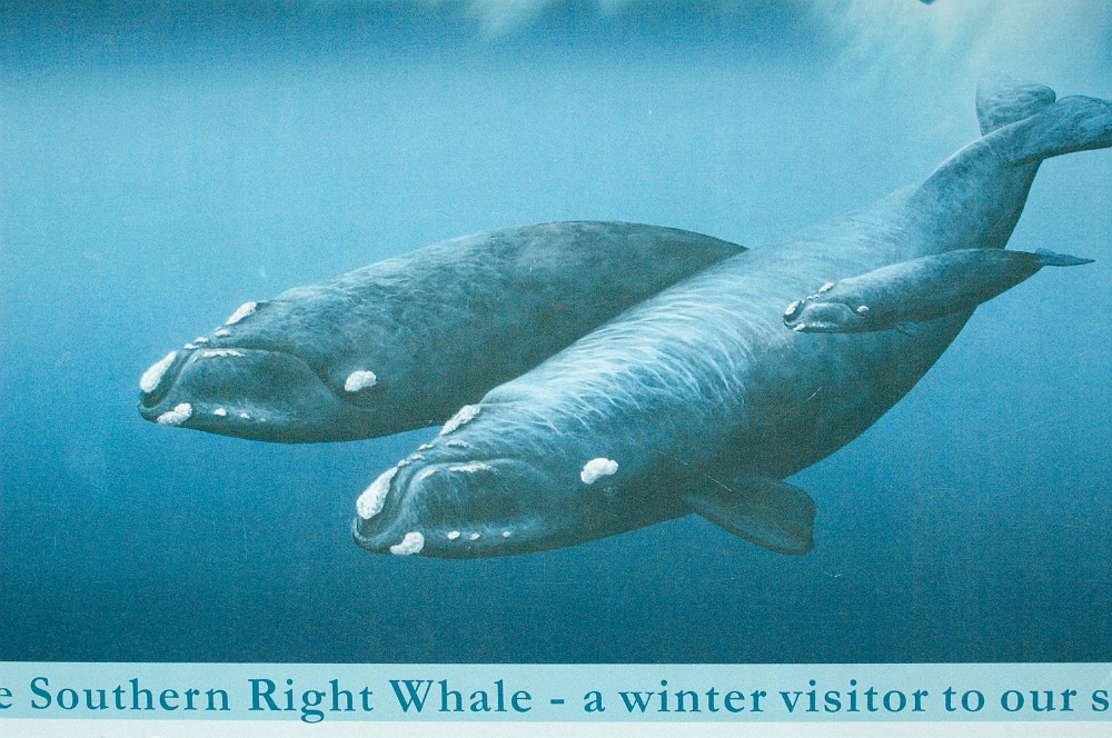 DSC_0273B.JPG - The Southern Right Whale - 12-16 meter, 40-60 tons.