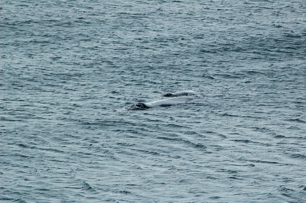 DSC_0276.JPG - The Southern Right Whale.