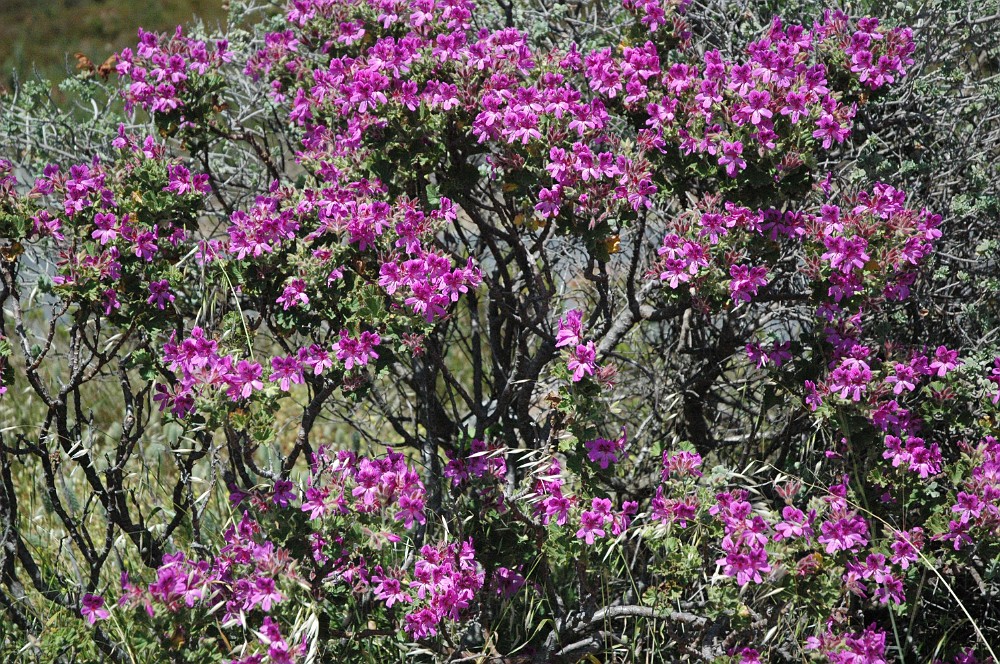 DSC_0356.JPG - Fynbos-bevoksning på Kaphalvøen.