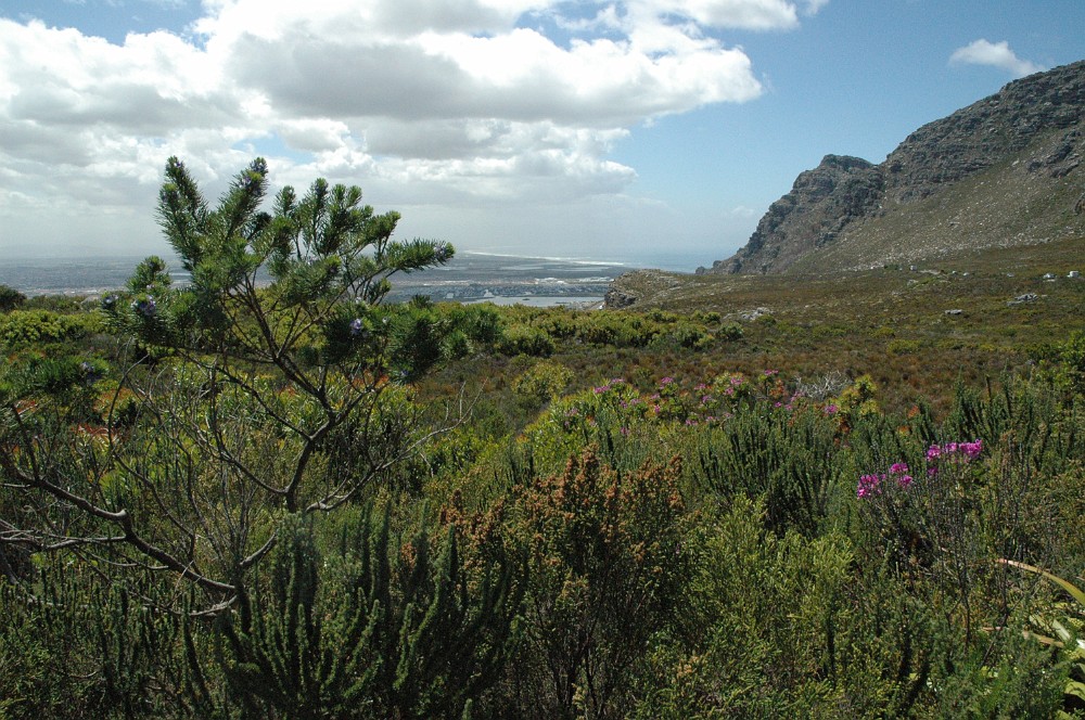 DSC_0357.JPG - Fynbos-bevoksning på Kaphalvøen.
