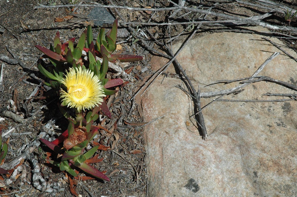 DSC_0362.JPG - Fynbos-bevoksning på Kaphalvøen.