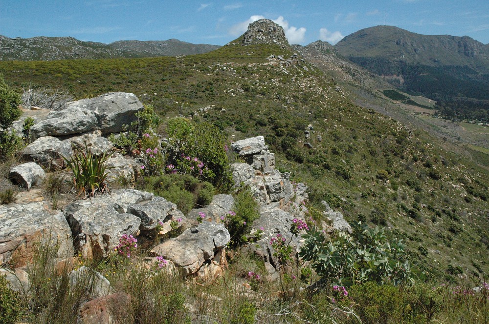 DSC_0364.JPG - Fynbos-bevoksning på Kaphalvøen.