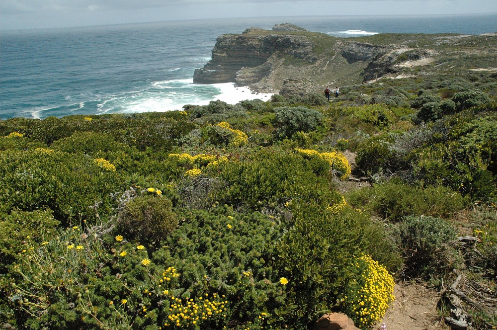 DSC_0405.JPG - Fynbos på Cape Point.