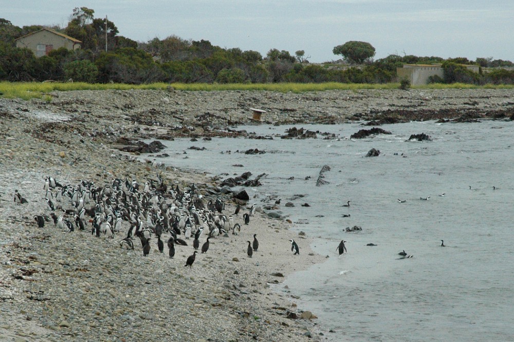 DSC_0491_udsnit.jpg - Pingviner på Robben Island.