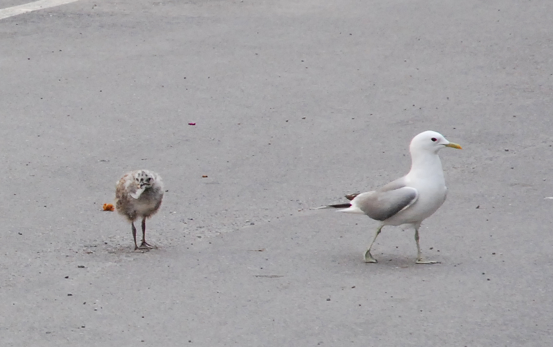 DSC 1061 crop