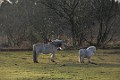 DSC_6366_mk