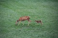 DSC_4060_flk