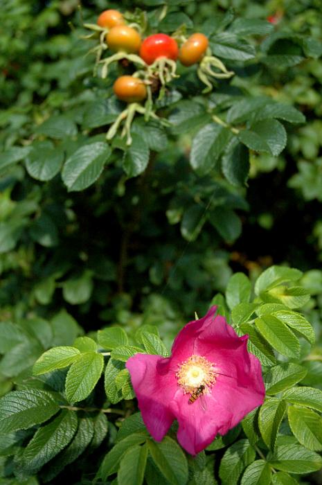 DSC_0067.JPG