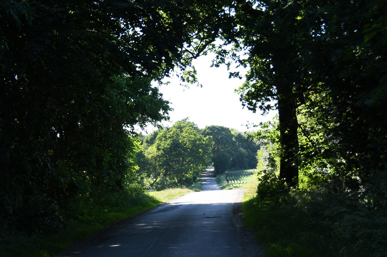 DSC 1309 c