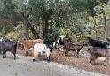 IMG 0319 ck